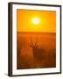 Gemsbok (Oryx Gazella) Silhouetted At Dawn, Kalahari Desert, Botswana-Juan Carlos Munoz-Framed Photographic Print