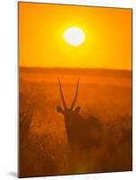 Gemsbok (Oryx Gazella) Silhouetted At Dawn, Kalahari Desert, Botswana-Juan Carlos Munoz-Mounted Photographic Print