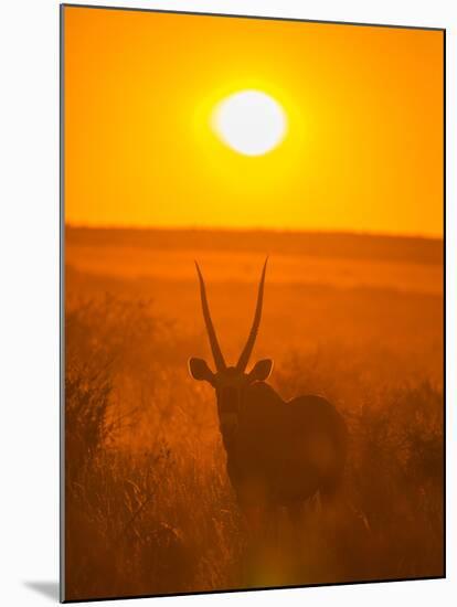 Gemsbok (Oryx Gazella) Silhouetted At Dawn, Kalahari Desert, Botswana-Juan Carlos Munoz-Mounted Photographic Print