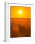 Gemsbok (Oryx Gazella) Silhouetted At Dawn, Kalahari Desert, Botswana-Juan Carlos Munoz-Framed Photographic Print