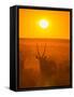 Gemsbok (Oryx Gazella) Silhouetted At Dawn, Kalahari Desert, Botswana-Juan Carlos Munoz-Framed Stretched Canvas