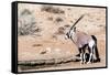 Gemsbok, Oryx Gazella-Artush-Framed Stretched Canvas
