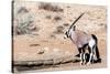 Gemsbok, Oryx Gazella-Artush-Stretched Canvas