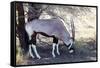 Gemsbok, Oryx Gazella-Artush-Framed Stretched Canvas