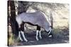 Gemsbok, Oryx Gazella-Artush-Stretched Canvas