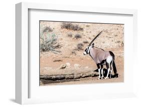 Gemsbok, Oryx Gazella-Artush-Framed Photographic Print