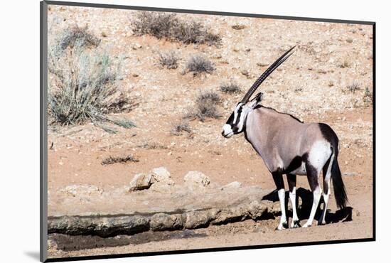 Gemsbok, Oryx Gazella-Artush-Mounted Photographic Print