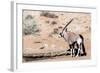 Gemsbok, Oryx Gazella-Artush-Framed Photographic Print