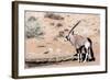 Gemsbok, Oryx Gazella-Artush-Framed Photographic Print