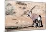Gemsbok, Oryx Gazella-Artush-Mounted Photographic Print