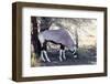 Gemsbok, Oryx Gazella-Artush-Framed Photographic Print