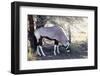 Gemsbok, Oryx Gazella-Artush-Framed Photographic Print