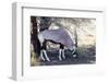 Gemsbok, Oryx Gazella-Artush-Framed Photographic Print