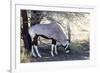 Gemsbok, Oryx Gazella-Artush-Framed Photographic Print