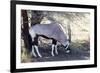 Gemsbok, Oryx Gazella-Artush-Framed Photographic Print