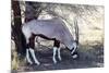 Gemsbok, Oryx Gazella-Artush-Mounted Photographic Print