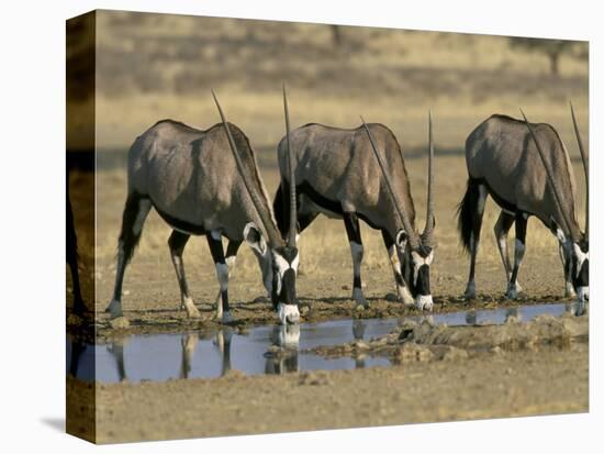 Gemsbok (Oryx) (Oryx Gazella) Drinking at Waterhole, Kalahari Gemsbok Park, South Africa, Africa-Steve & Ann Toon-Stretched Canvas