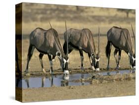 Gemsbok (Oryx) (Oryx Gazella) Drinking at Waterhole, Kalahari Gemsbok Park, South Africa, Africa-Steve & Ann Toon-Stretched Canvas