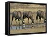 Gemsbok (Oryx) (Oryx Gazella) Drinking at Waterhole, Kalahari Gemsbok Park, South Africa, Africa-Steve & Ann Toon-Framed Stretched Canvas