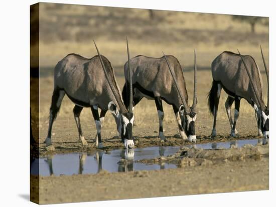 Gemsbok (Oryx) (Oryx Gazella) Drinking at Waterhole, Kalahari Gemsbok Park, South Africa, Africa-Steve & Ann Toon-Stretched Canvas