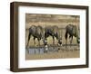 Gemsbok (Oryx) (Oryx Gazella) Drinking at Waterhole, Kalahari Gemsbok Park, South Africa, Africa-Steve & Ann Toon-Framed Photographic Print