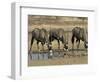 Gemsbok (Oryx) (Oryx Gazella) Drinking at Waterhole, Kalahari Gemsbok Park, South Africa, Africa-Steve & Ann Toon-Framed Photographic Print