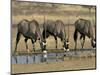 Gemsbok (Oryx) (Oryx Gazella) Drinking at Waterhole, Kalahari Gemsbok Park, South Africa, Africa-Steve & Ann Toon-Mounted Photographic Print