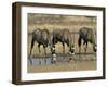 Gemsbok (Oryx) (Oryx Gazella) Drinking at Waterhole, Kalahari Gemsbok Park, South Africa, Africa-Steve & Ann Toon-Framed Photographic Print