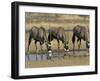 Gemsbok (Oryx) (Oryx Gazella) Drinking at Waterhole, Kalahari Gemsbok Park, South Africa, Africa-Steve & Ann Toon-Framed Photographic Print