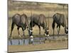 Gemsbok (Oryx) (Oryx Gazella) Drinking at Waterhole, Kalahari Gemsbok Park, South Africa, Africa-Steve & Ann Toon-Mounted Photographic Print