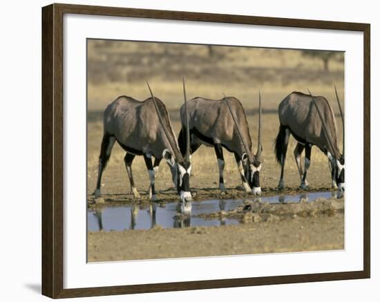 Gemsbok (Oryx) (Oryx Gazella) Drinking at Waterhole, Kalahari Gemsbok Park, South Africa, Africa-Steve & Ann Toon-Framed Photographic Print