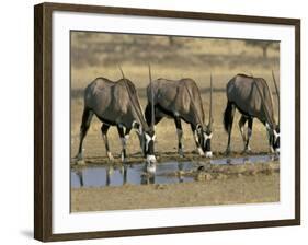 Gemsbok (Oryx) (Oryx Gazella) Drinking at Waterhole, Kalahari Gemsbok Park, South Africa, Africa-Steve & Ann Toon-Framed Photographic Print