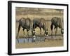 Gemsbok (Oryx) (Oryx Gazella) Drinking at Waterhole, Kalahari Gemsbok Park, South Africa, Africa-Steve & Ann Toon-Framed Photographic Print