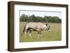 Gemsbok (Oryx) Walking through Grassland-JLindsay-Framed Photographic Print