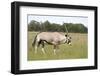 Gemsbok (Oryx) Walking through Grassland-JLindsay-Framed Photographic Print