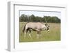 Gemsbok (Oryx) Walking through Grassland-JLindsay-Framed Photographic Print