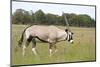 Gemsbok (Oryx) Walking through Grassland-JLindsay-Mounted Photographic Print