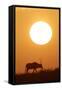 Gemsbok Silhouette at Sunset-null-Framed Stretched Canvas