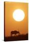 Gemsbok Silhouette at Sunset-null-Stretched Canvas