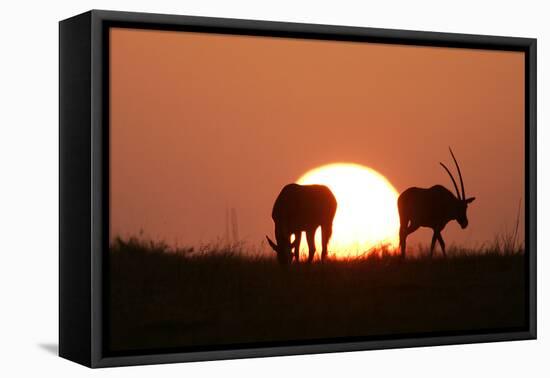 Gemsbok Silhouette at Sunset-null-Framed Stretched Canvas