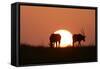 Gemsbok Silhouette at Sunset-null-Framed Stretched Canvas