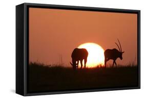 Gemsbok Silhouette at Sunset-null-Framed Stretched Canvas