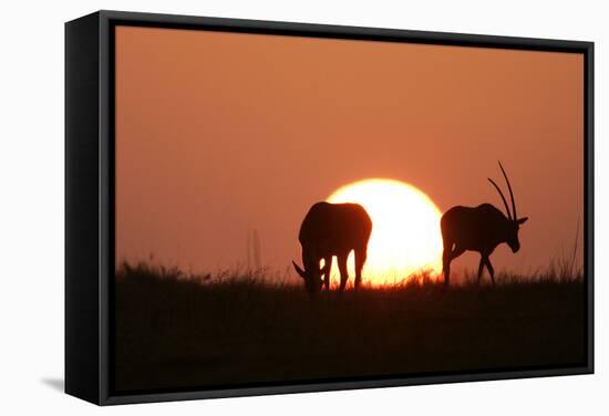 Gemsbok Silhouette at Sunset-null-Framed Stretched Canvas