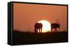 Gemsbok Silhouette at Sunset-null-Framed Stretched Canvas
