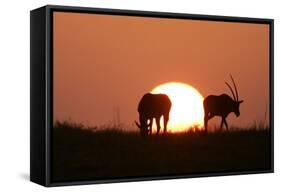 Gemsbok Silhouette at Sunset-null-Framed Stretched Canvas