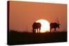 Gemsbok Silhouette at Sunset-null-Stretched Canvas