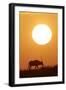 Gemsbok Silhouette at Sunset-null-Framed Photographic Print