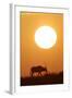 Gemsbok Silhouette at Sunset-null-Framed Photographic Print