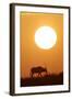 Gemsbok Silhouette at Sunset-null-Framed Photographic Print