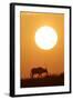 Gemsbok Silhouette at Sunset-null-Framed Photographic Print